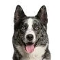 Adult Husky, agouti black coat, variant 1
