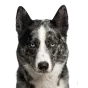 Adult Husky, agouti black coat, variant 2