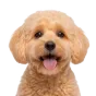 Adult Maltipoo, apricot coat, variant 1