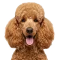 Adult Poodle, apricot coat, variant 1