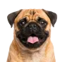 Adult Pug, apricot coat, variant 1