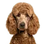 Adult Poodle, apricot coat, variant 2