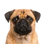 Adult Pug, apricot coat, variant 2