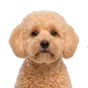 Adult Maltipoo, apricot coat, variant 2
