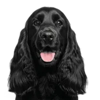 Adult Cocker Spaniel portrait from Dog Kennel Simulator