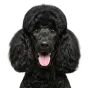Poodle, adult