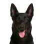 Adult Belgian Malinois, black coat, variant 1