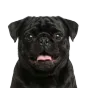 Adult Pug, black coat, variant 1