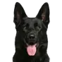Adult German Shepherd, black coat, variant 1