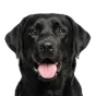 Labrador, adult
