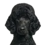 Adult Poodle, black coat, variant 2
