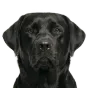 Adult Labrador, black coat, variant 2