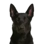 Adult Belgian Malinois, black coat, variant 2
