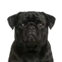 Adult Pug, black coat, variant 2