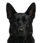 Adult German Shepherd, black coat, variant 2