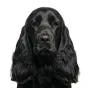Adult Cocker Spaniel, black coat, variant 2