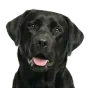 Adult Labrador, black coat, variant 3