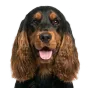 Adult Cocker Spaniel, black & tan coat, variant 1