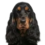Adult Cocker Spaniel, black & tan coat, variant 2