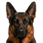 Adult German Shepherd, black & tan coat, variant 2