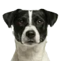 Adult Jack Russell Terrier, black & white coat, variant 1