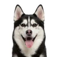 Adult Husky portrait from Dog Kennel Simulator