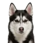 Adult Husky, black & white coat, variant 2