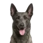Adult Belgian Malinois, blue coat, variant 1