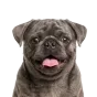Adult Pug, blue coat, variant 1