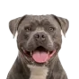 Adult American Bulldog, blue coat, variant 1
