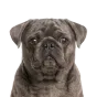 Adult Pug, blue coat, variant 2