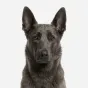 Adult Belgian Malinois, blue coat, variant 2