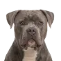 Adult American Bulldog, blue coat, variant 2