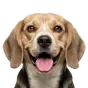 Adult Beagle, brown coat, variant 1