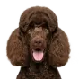 Adult Poodle, brown coat, variant 1