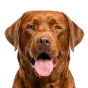 Adult Labrador, brown coat, variant 1