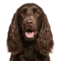 Adult Cocker Spaniel, brown coat, variant 1