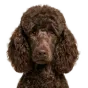 Adult Poodle, brown coat, variant 2