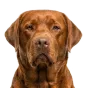 Adult Labrador, brown coat, variant 2