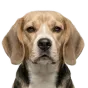 Adult Beagle, brown coat, variant 2