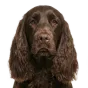 Adult Cocker Spaniel, brown coat, variant 2