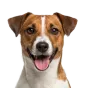 Jack Russell Terrier, adult