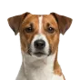 Adult Jack Russell Terrier, brown & white coat, variant 2