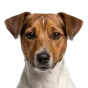 Adult Jack Russell Terrier, brown & white coat, variant 3