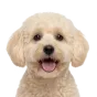 Adult Maltipoo, cream coat, variant 1