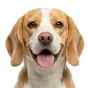 Adult Beagle, cream coat, variant 1