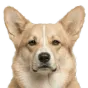 Adult Corgi, cream coat, variant 2