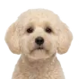 Adult Maltipoo, cream coat, variant 2