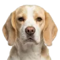Adult Beagle, cream coat, variant 2