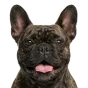 Adult French Bulldog, dark brown coat, variant 1